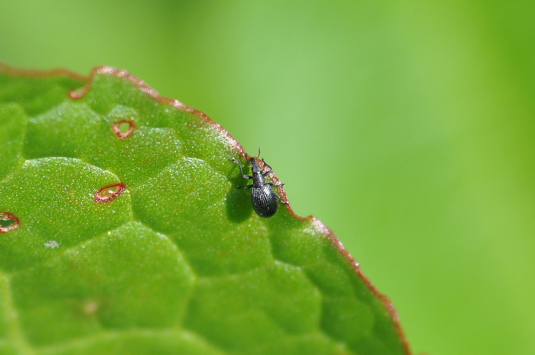 Perapion sp. (Apionidae)